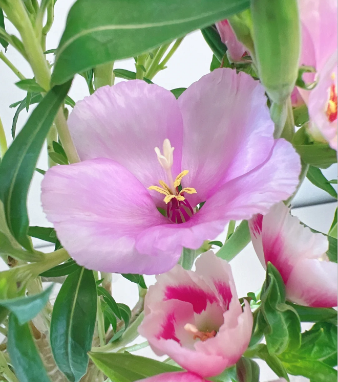 Clarkia amoena, Farewell-to-Spring