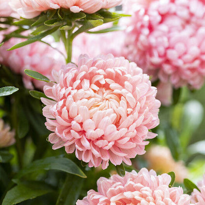 Aster Seeds (Peony Duchess) - Apricot