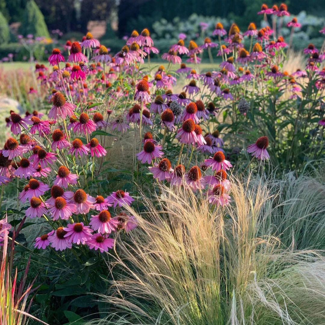 Purple Coneflower Seeds Echinacea Purpurea Seeds