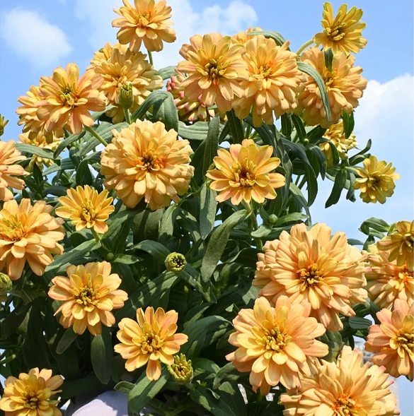 Dwarf Zinnia Seeds - New in 2024