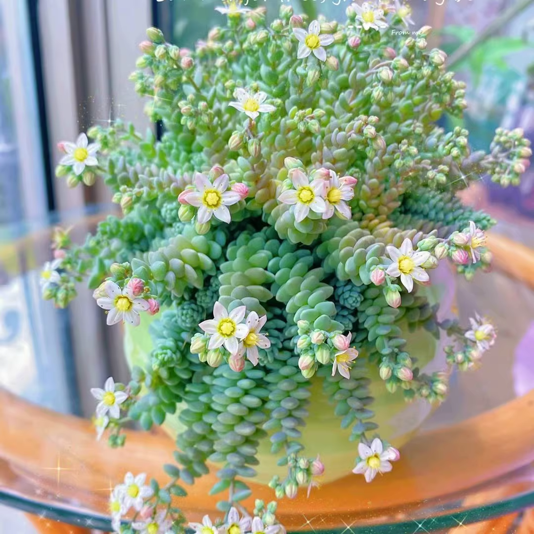 Rare High-end Succulent Seeds- Sedum Dasyphyllum 'Major'