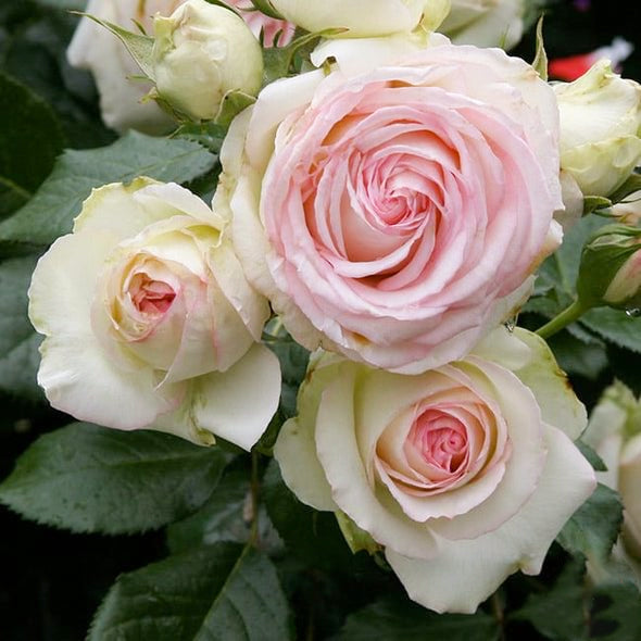 [ Repeat Blooming]🌹Climbing Rose Seeds - Luck Rises