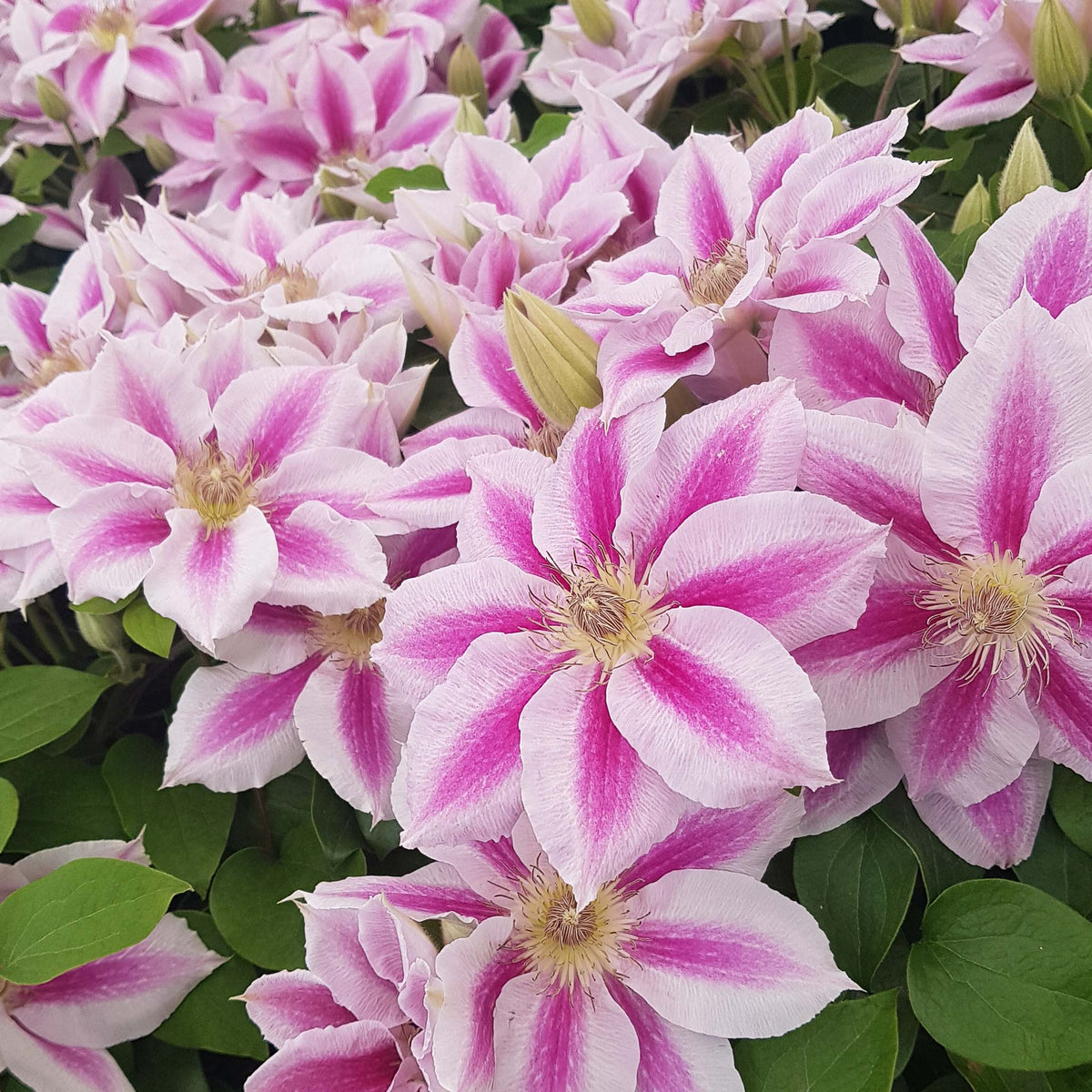 Clematis Seeds