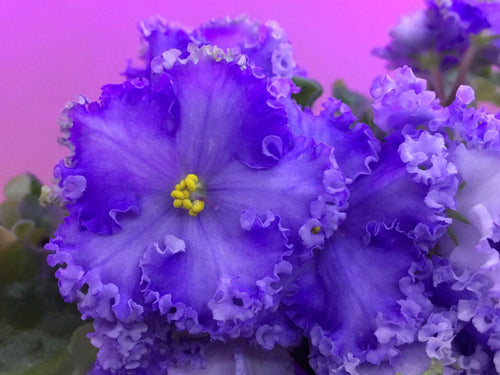 African Violet - saintpaulija Reigning Beauty