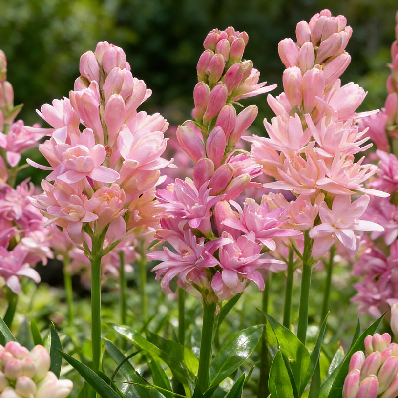 🌺Double Tuberose Bulbs