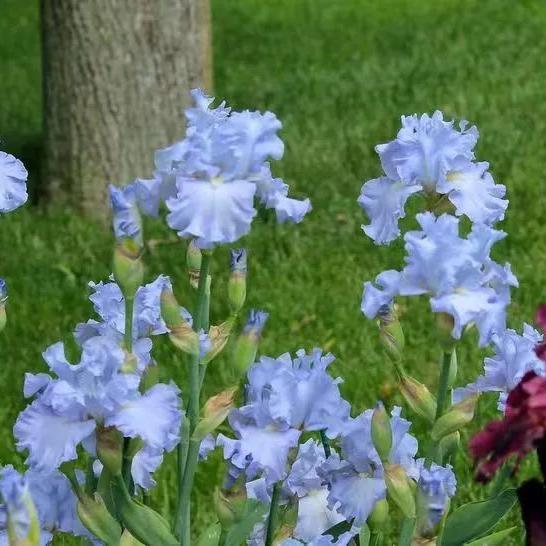 Multi Iris Seeds: Vibrant, Resilient, and Spectacular Blooms