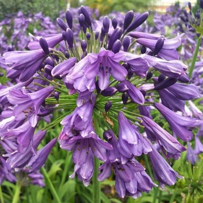 Agapanthus africanus 'Poppin Purple'