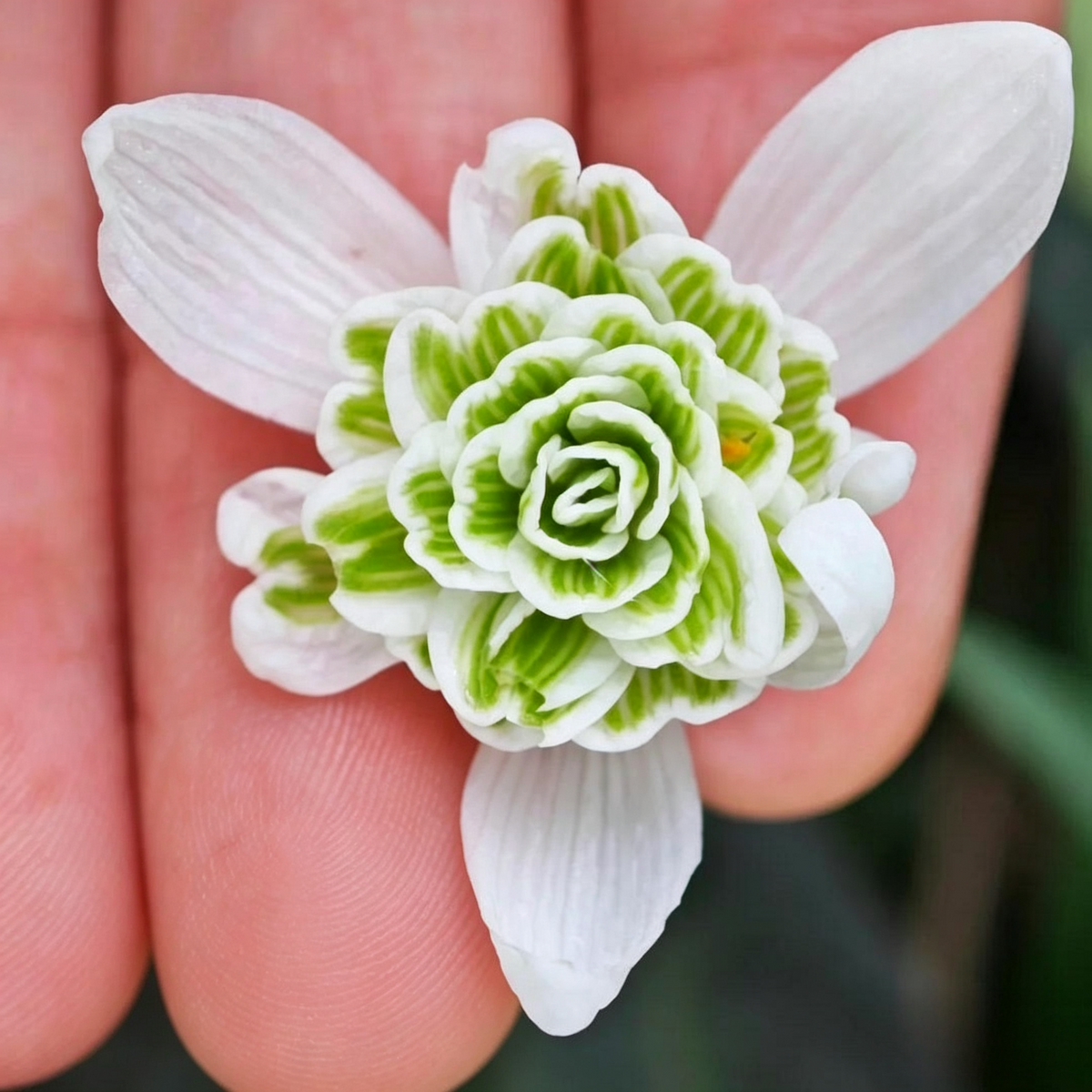Double Snowdrop Bulbs-🤍Winter-Breaking Blooms