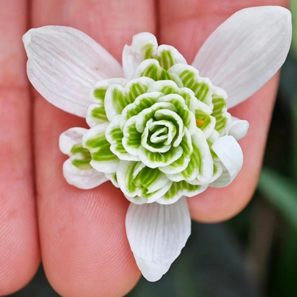 Double Snowdrop Bulbs-🤍Winter-Breaking Blooms