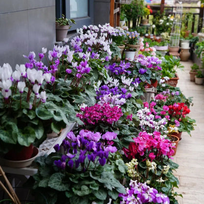 🌸 Fragrant Cyclamen Bulbs-Sweet Scent, Simple Care