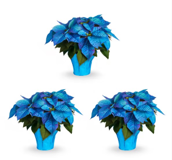 Christmas Star Flower Poinsettia Pot Seeds