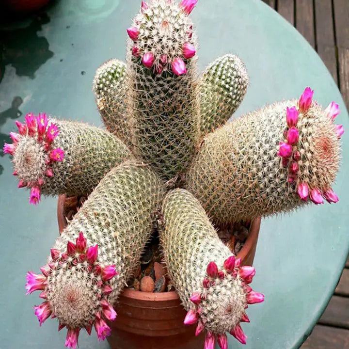 The Mammillaria Matudae Cactus Flower Plant Seeds