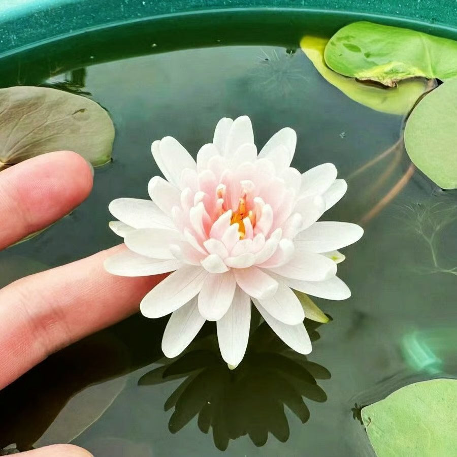 🌸LAST DAY Promotion 50% OFF🌸 Hydroponic Lotus 🌸 | Fresh, Simple & Beautiful(🌱Survival Guaranteed: Free Replacements🌿)