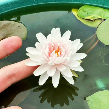 🌸LAST DAY Promotion 50% OFF🌸 Hydroponic Lotus 🌸 | Fresh, Simple & Beautiful(🌱Survival Guaranteed: Free Replacements🌿)