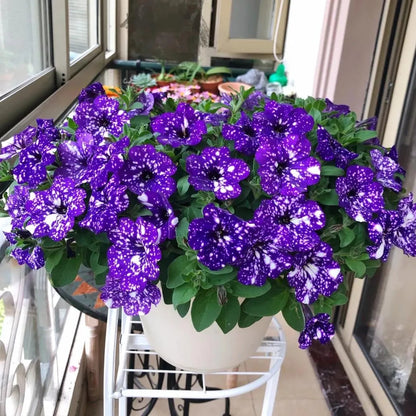 🌸Rare Double Petunia Seeds