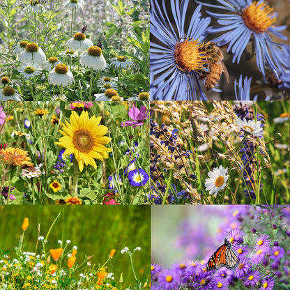🐝Insect-friendly🔥Over 60 Mixed Perennial Flower Seeds🌿Pure Non-GMO