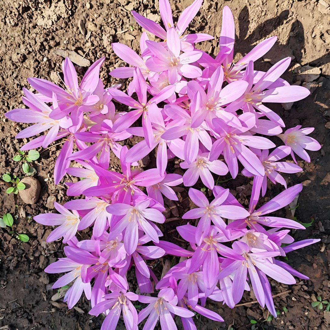 Naked Ladies Colchicum Bulbs - Autumn Blooming Meadow Saffron