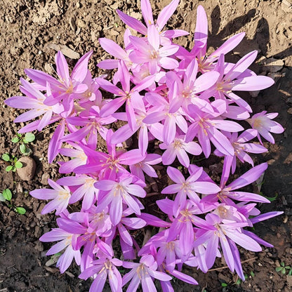 Naked Ladies Colchicum Bulbs - Autumn Blooming Meadow Saffron