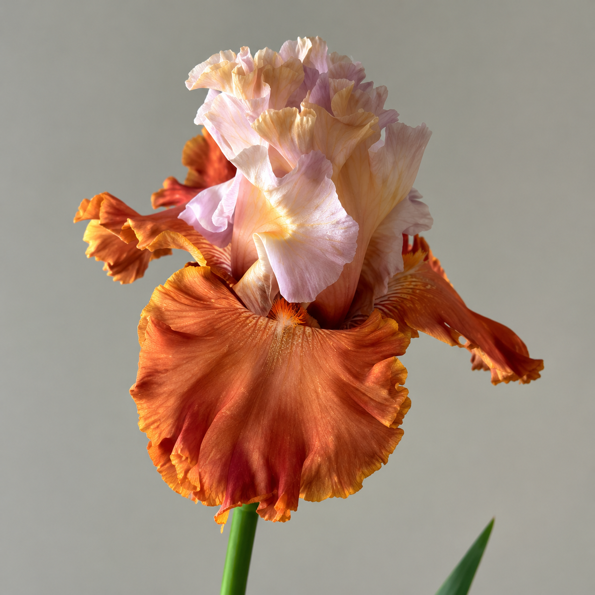 ⚜️German Bearded Iris Bulbs-Dramatic Ruffled Blooms•Lasting Perennial Beauty