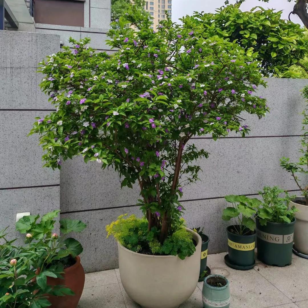 Two-tone jasmine plant-Yesterday-Today-and-Tomorrow💜