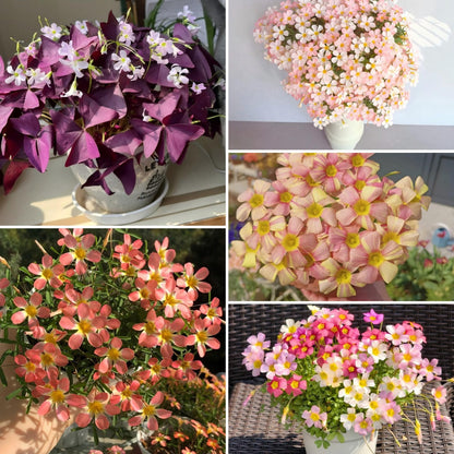 Rare Oxalis Collection — Tiny Seeds, Extraordinary Beauty