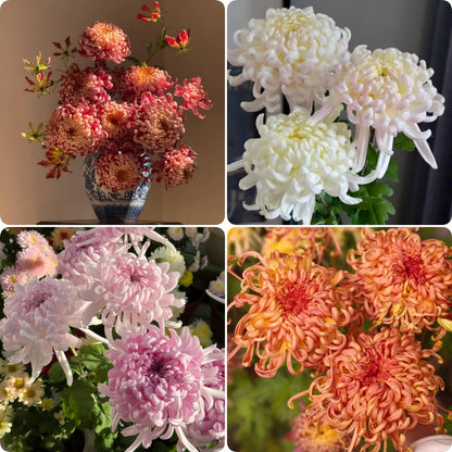 Double Bloom Chrysanthemum Seeds