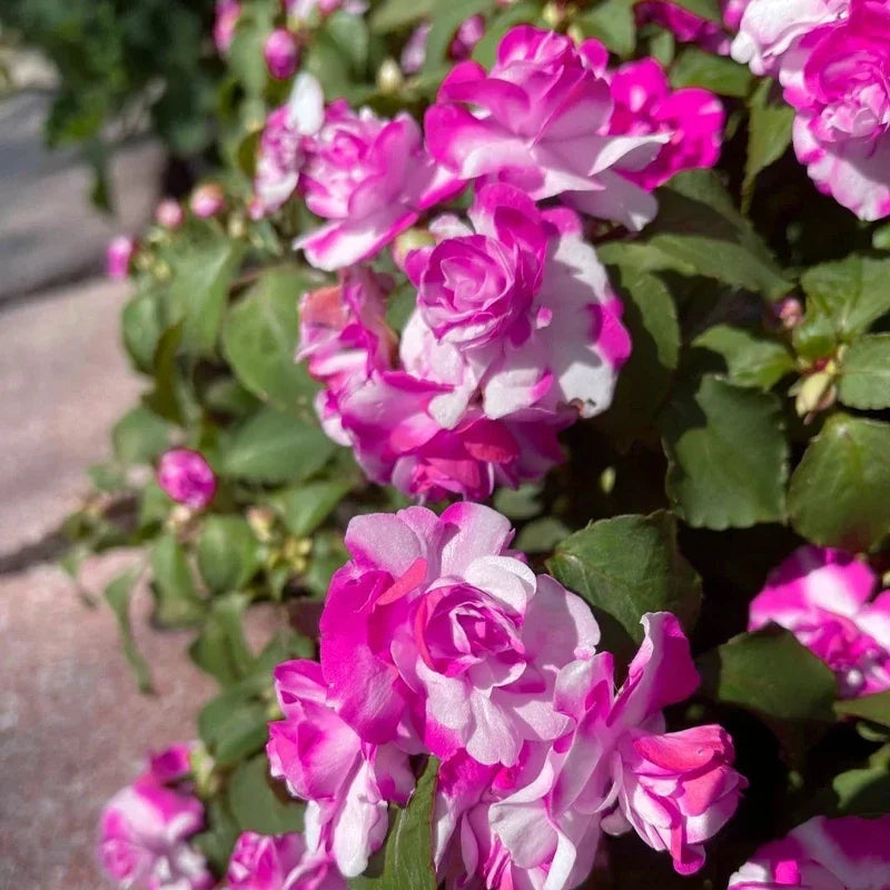 🌸Double Impatiens Seeds