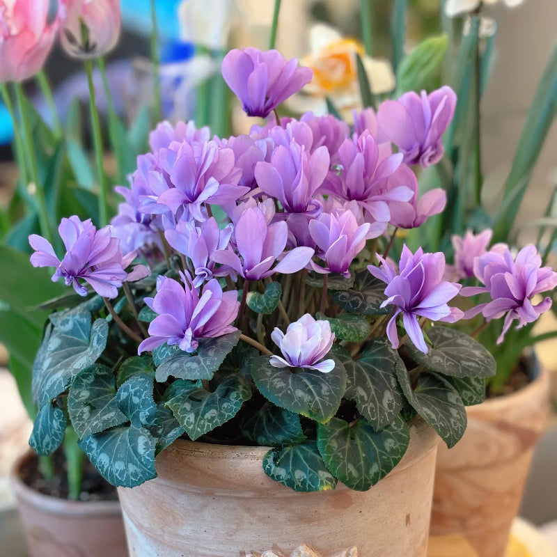 🌸 Fragrant Cyclamen Bulbs-Sweet Scent, Simple Care