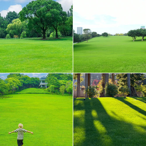 🌱High quality evergreen lawn seeds