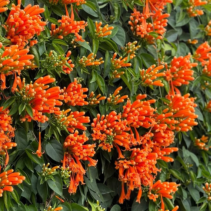 Mixed Climbing Flower Seeds -Over 30 kinds mixed
