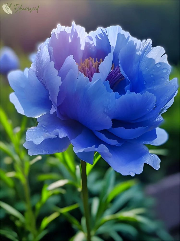 Black Beauty Peony Flower Seeds