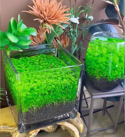 Aquatic Plant Seed Ecological Fish Tank