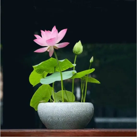 🌸LAST DAY Promotion 50% OFF🌸 Hydroponic Lotus 🌸 | Fresh, Simple & Beautiful(🌱Survival Guaranteed: Free Replacements🌿)