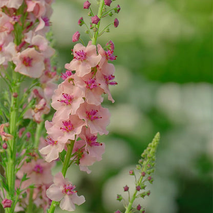 Verbascum Southern Charm Mixed