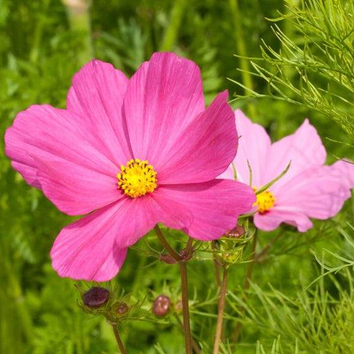 Pink Cosmos