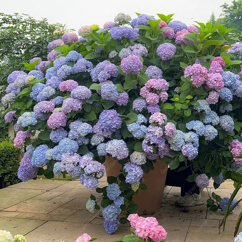 💐Endless Summer Hydrangea Falls