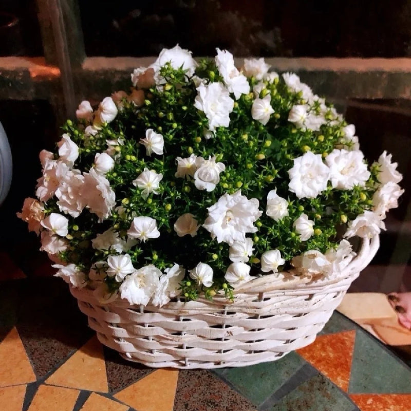 Double Campanula Seeds
