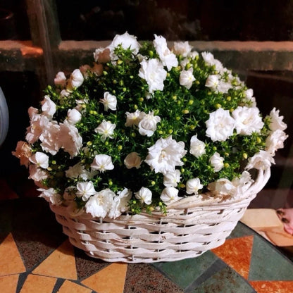 Double Campanula Seeds