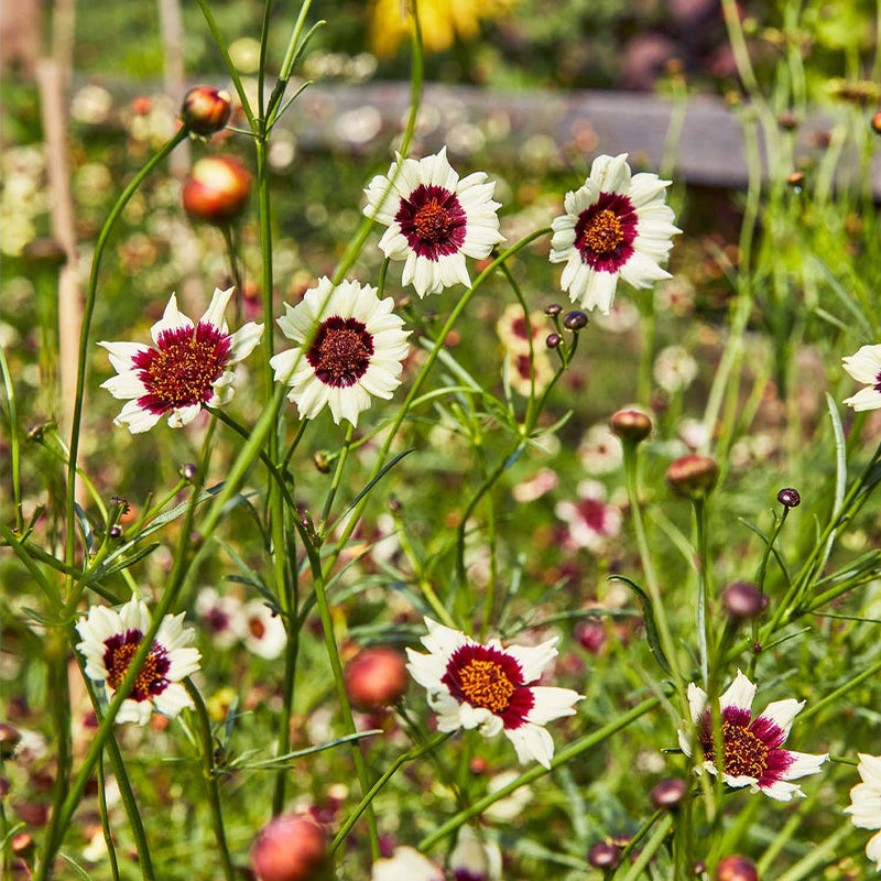 Coreopsis, Ruby Kiss