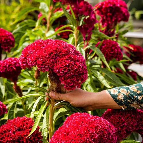 Cockscomb Celosia Seeds