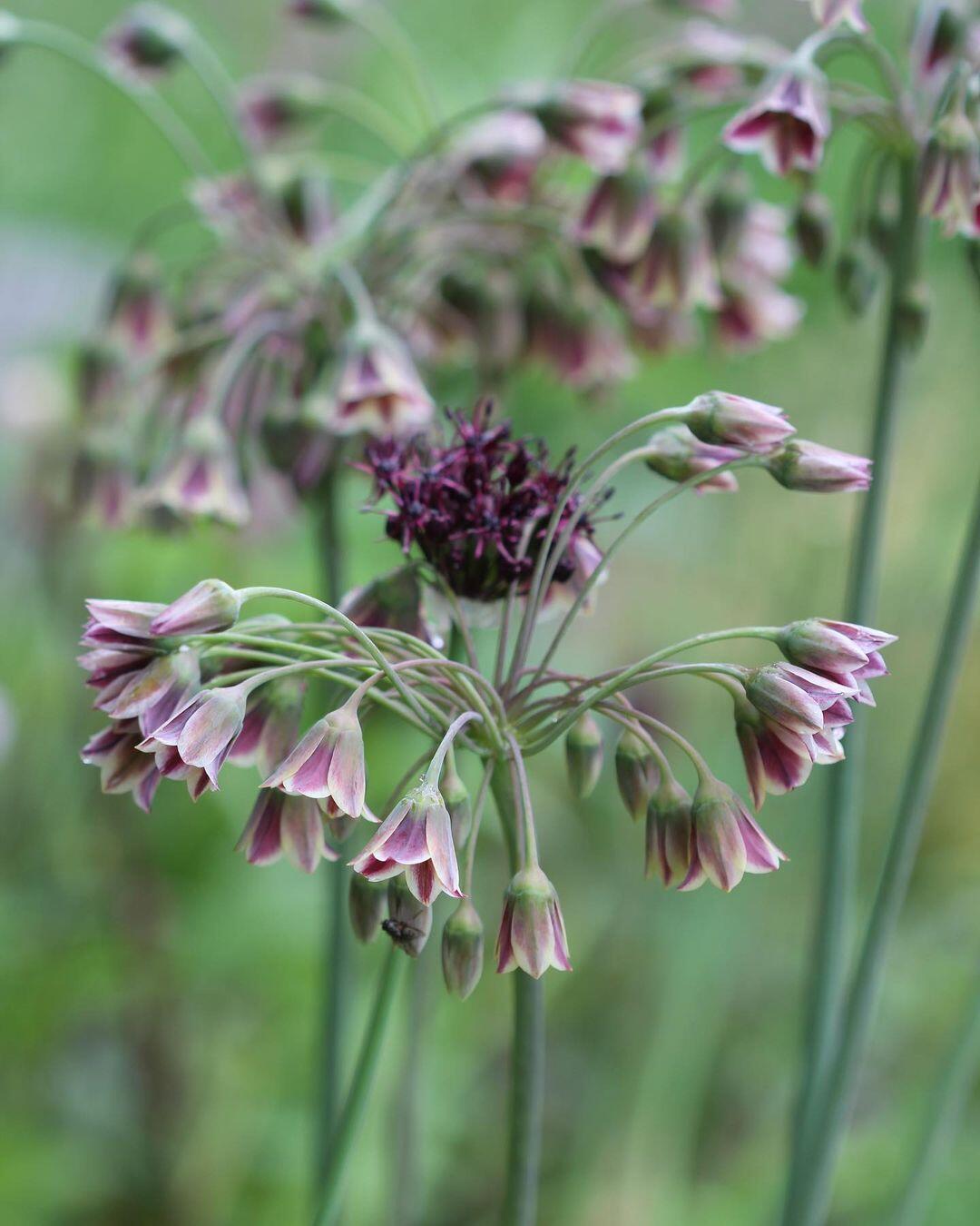 Sicilian Honey Garlic (Bee Lily) Seeds