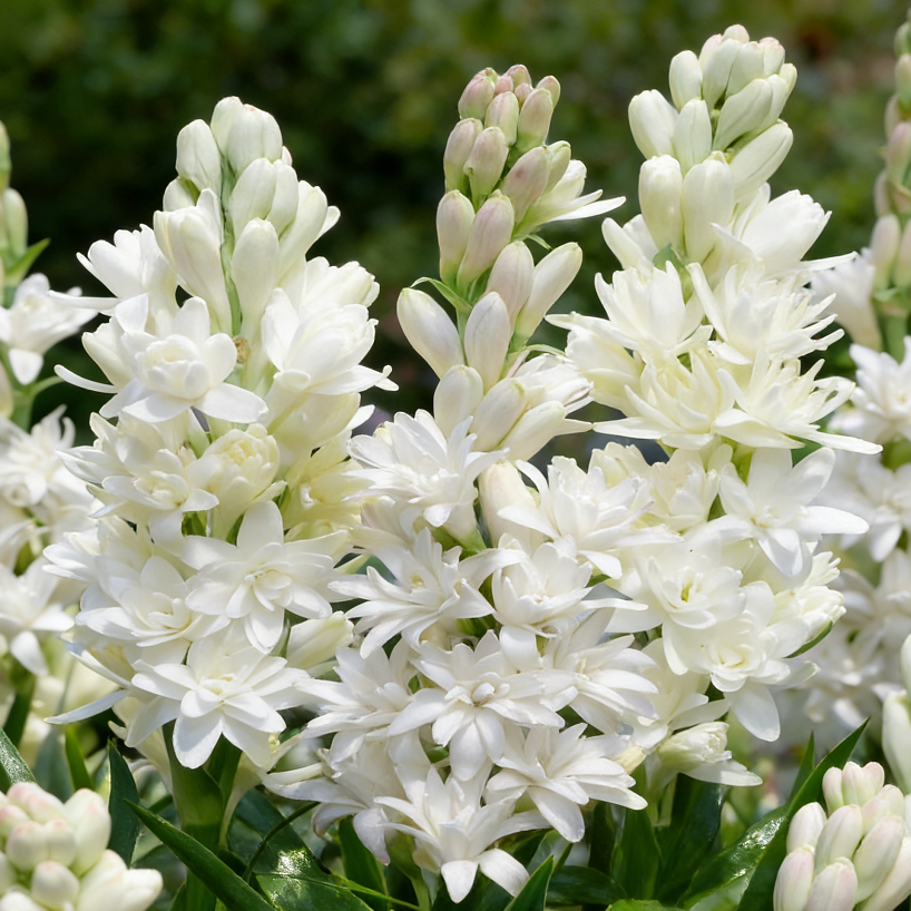 🌺Double Tuberose Bulbs