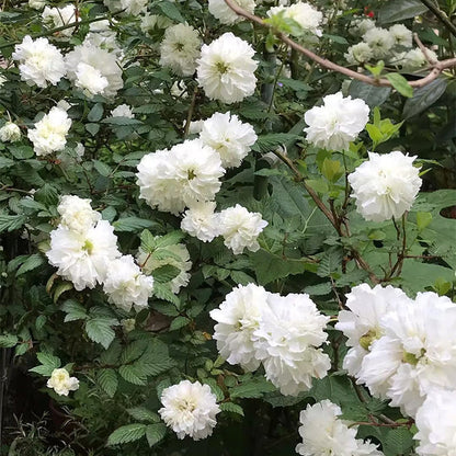 Blanc Double-Blossom de Coubert Seeds