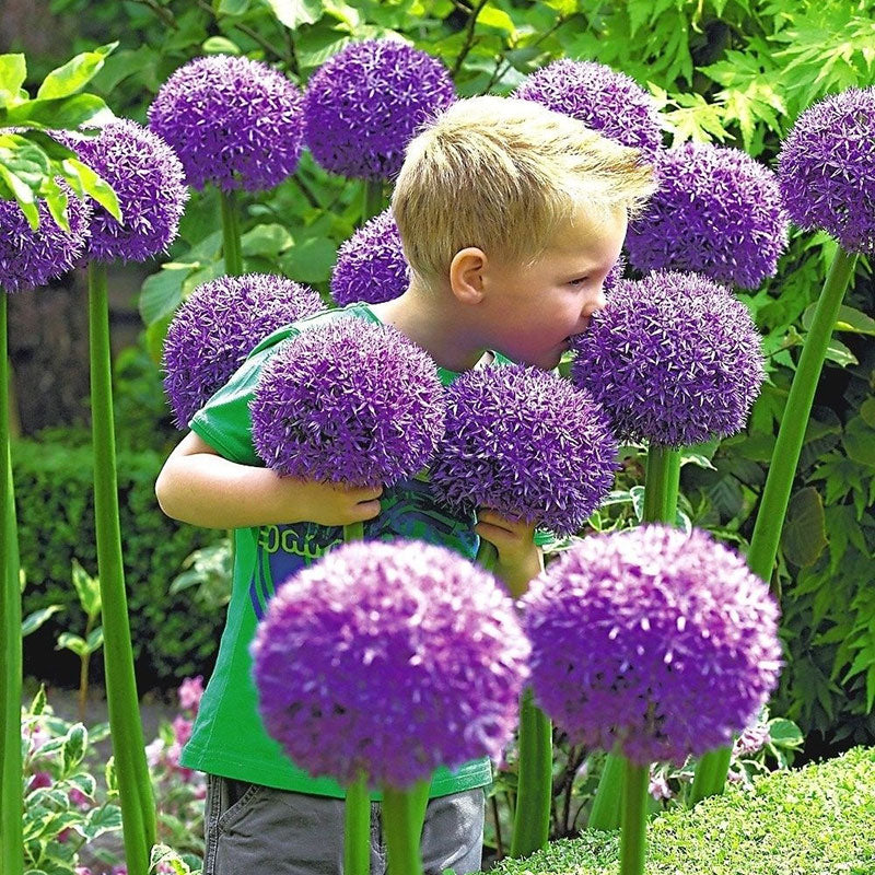 Allium Giganteum Ornamental Onion Flower