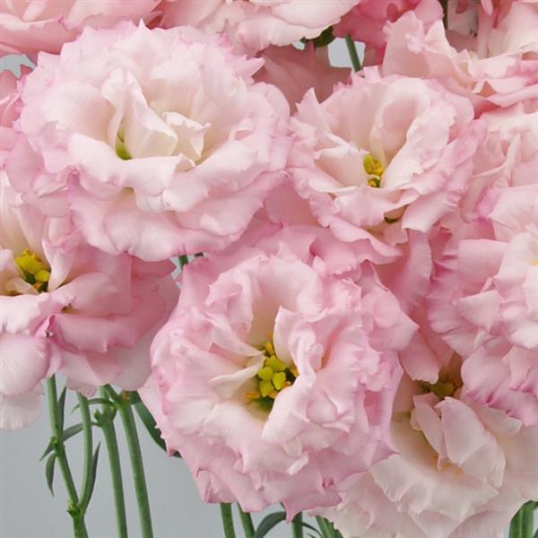 Eustoma Russellianum Seeds
