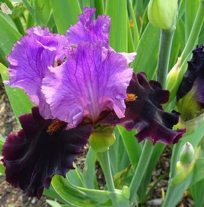 Multi Iris Seeds: Vibrant, Resilient, and Spectacular Blooms