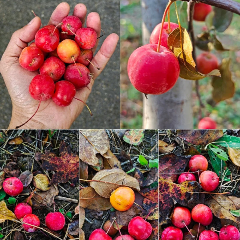 Malus micromalus Seeds