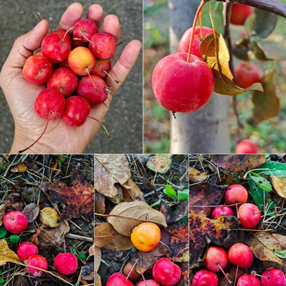 Malus micromalus Seeds