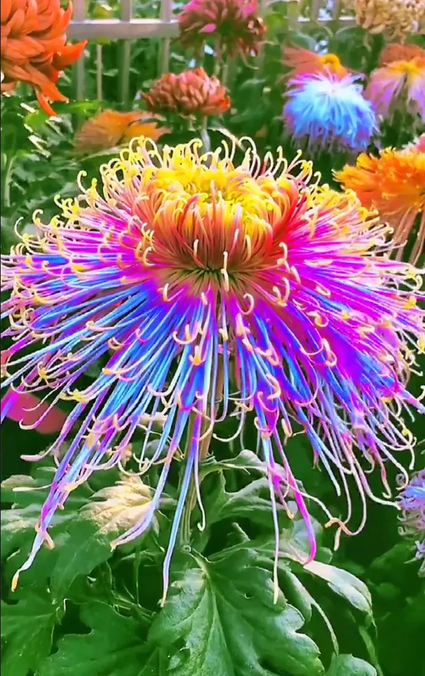 Colorful Golden Silk Chrysanthemum