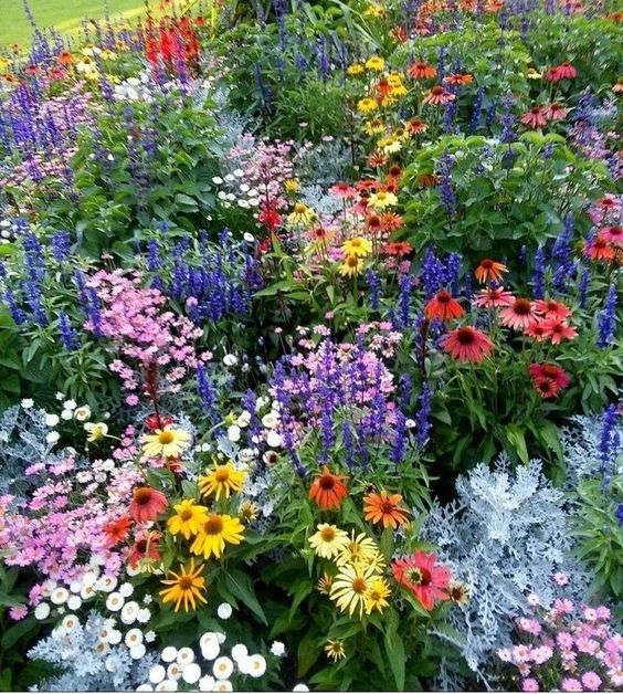 All Perennial Wildflower Seed Mix - Rainbow Garden
